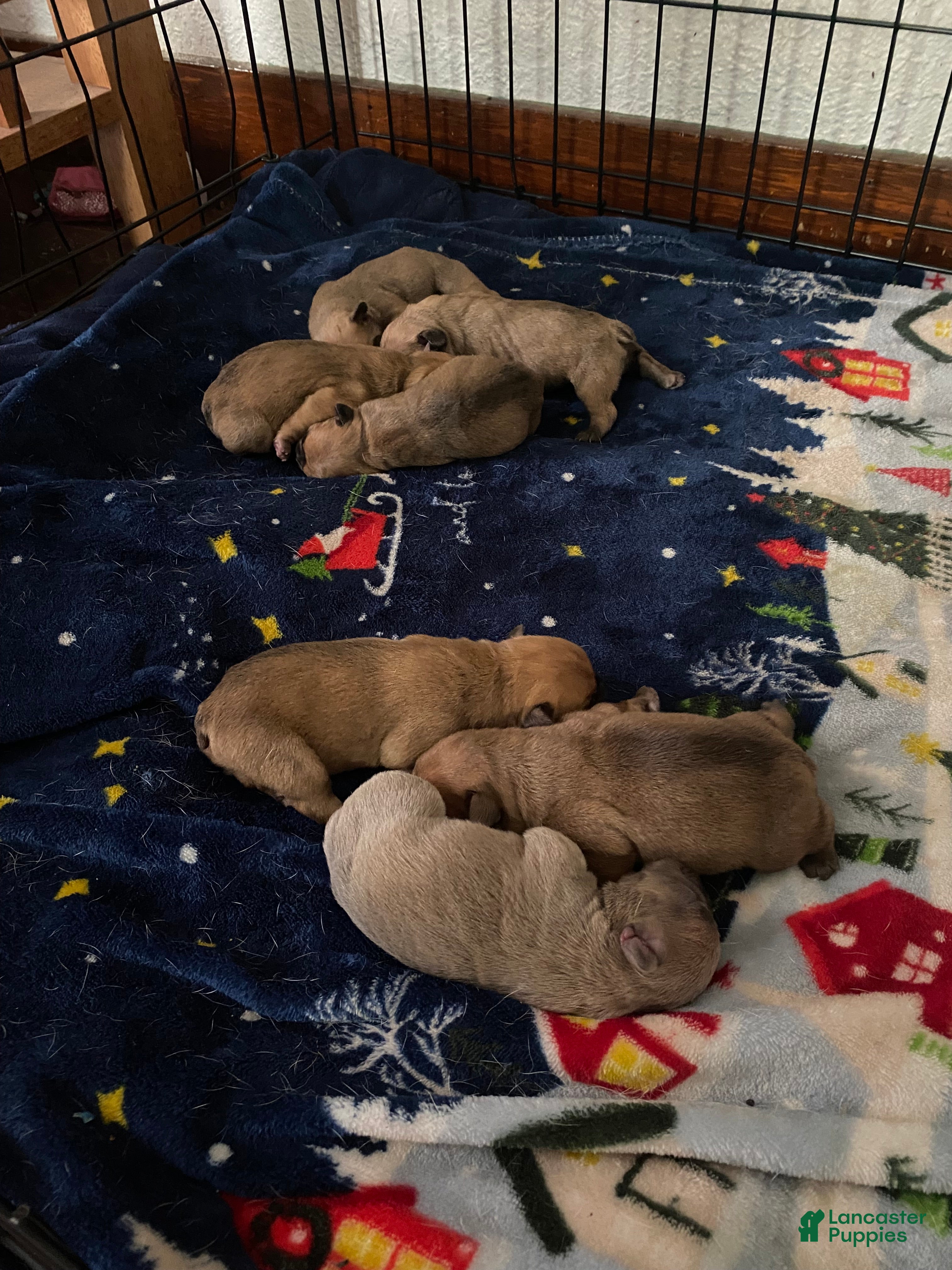 French Bulldog dogs French Bulldog Puppy 6 - Ad 20