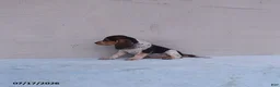 Beagle dogs for sale: Bella - Ad 3