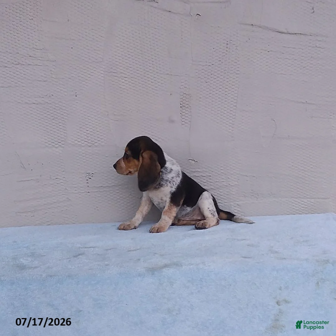 Beagle dogs for sale: Bella - Ad 3