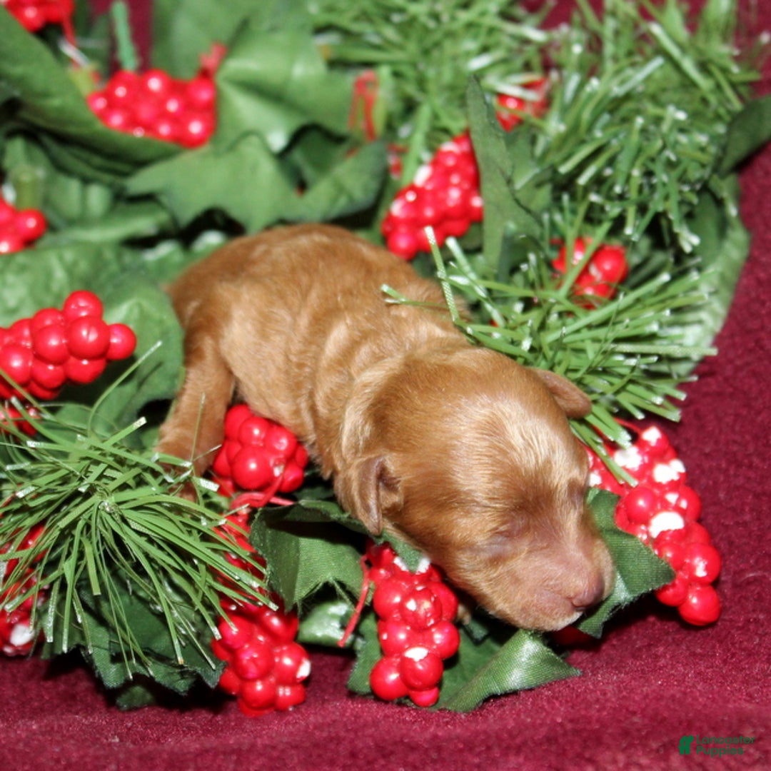 Miniature Poodle dogs for sale: Xprinkles - Ad 4