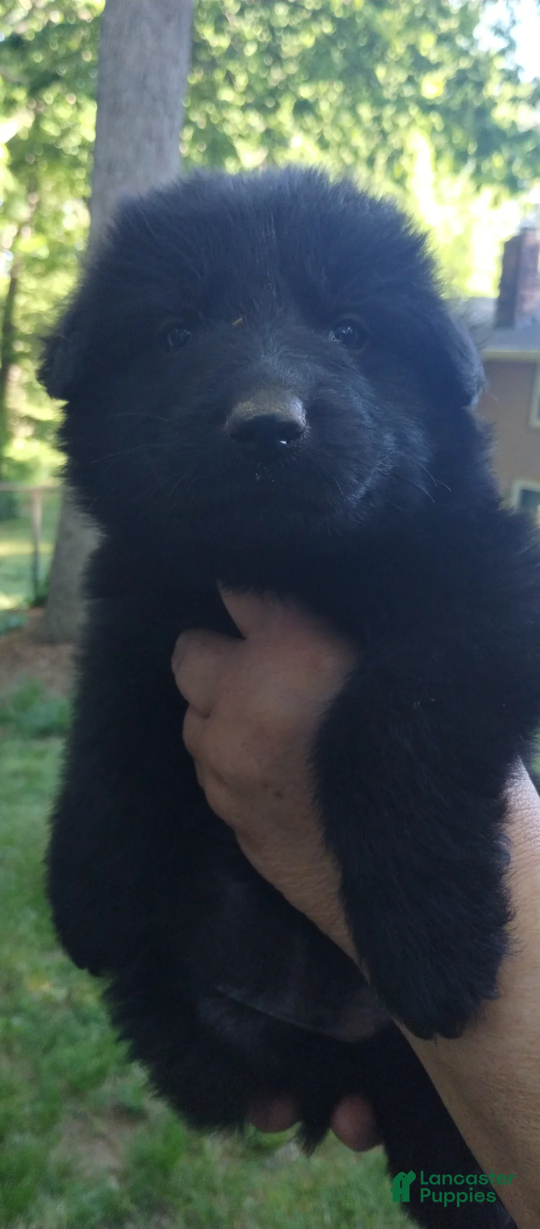 German Shepherd dogs for sale: German Shepherd Puppy 2 - Ad 2