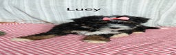 Mini Bernedoodle dogs for sale:  Lucy  - Ad 3
