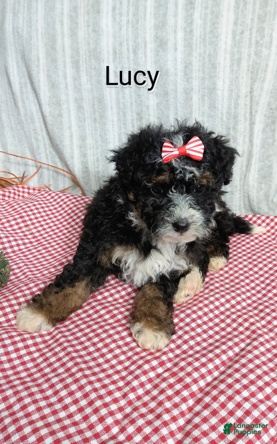 Mini Bernedoodle dogs for sale:  Lucy  - Ad 3