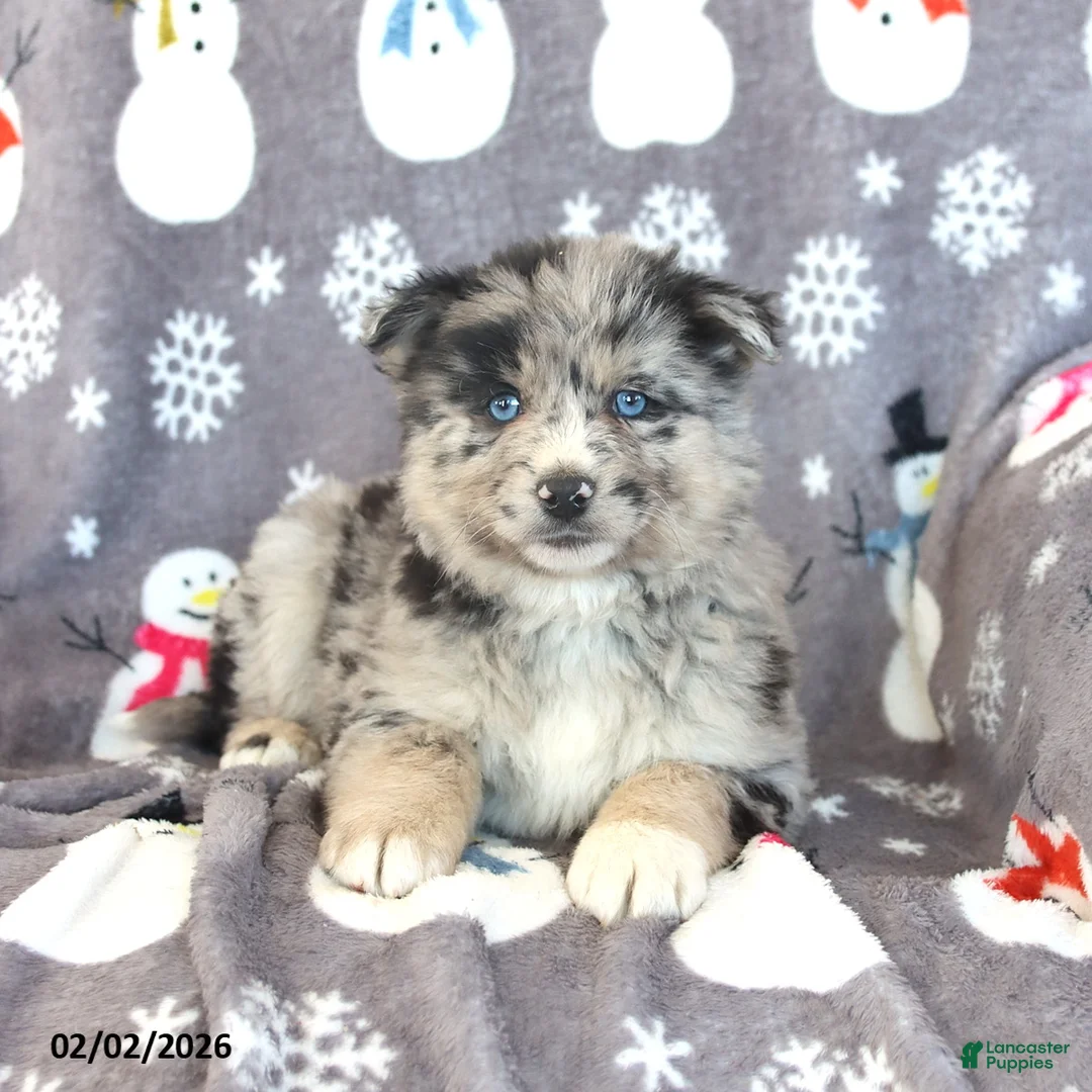 Pomsky dogs for sale: Baxter - Ad 5