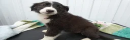 Border Collie dogs for sale: Border Collie Puppy 6 Patsy - Ad 3