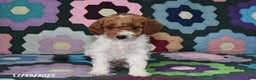 Mixed Breed dogs for sale: Max - Ad 3