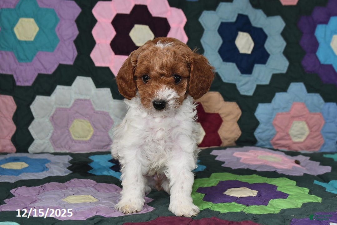 Mixed Breed dogs for sale: Max - Ad 3