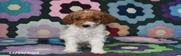 Mixed Breed dogs for sale: Max - Ad 3