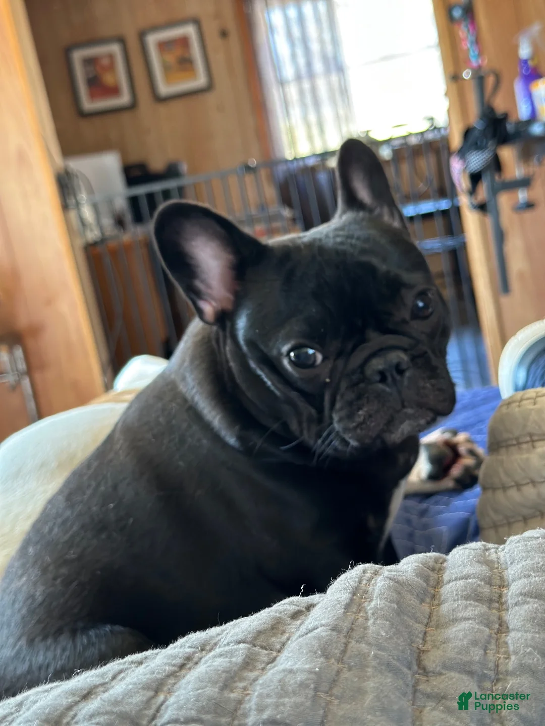 French Bulldog dogs for sale: Ellie - Ad 8