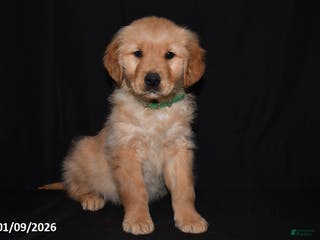 Golden Retriever dogs Austin - Ad 10