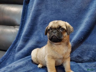 Pug dogs BUD - Ad 1