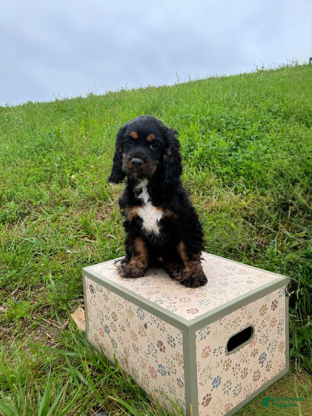 Cocker Spaniel dogs Ellie - Ad 1