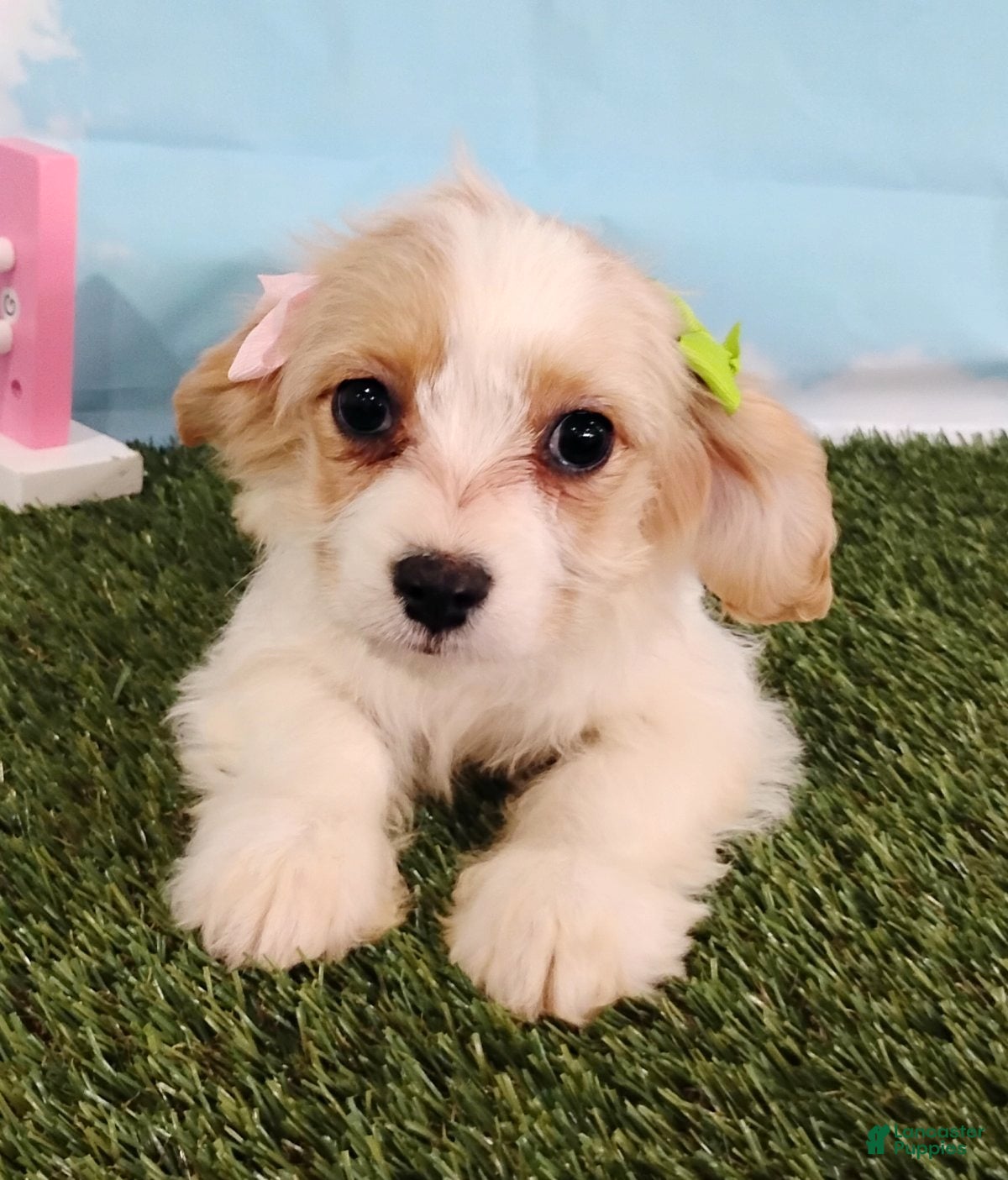Cavachon dogs Chloe - Ad 2