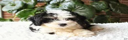 Mini Bernedoodle dogs for sale: Luna - Ad 3