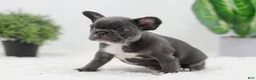 French Bulldog dogs for sale: Grace - Ad 4
