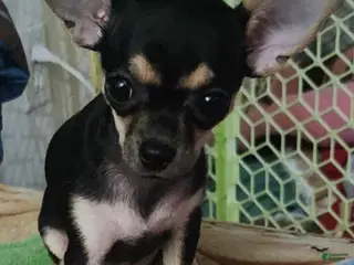 Chihuahua dogs Chihuahua Puppy 2 - Ad 30