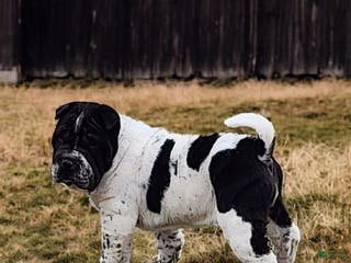 Shar Pei dogs Oreo black flower mini - Ad 3