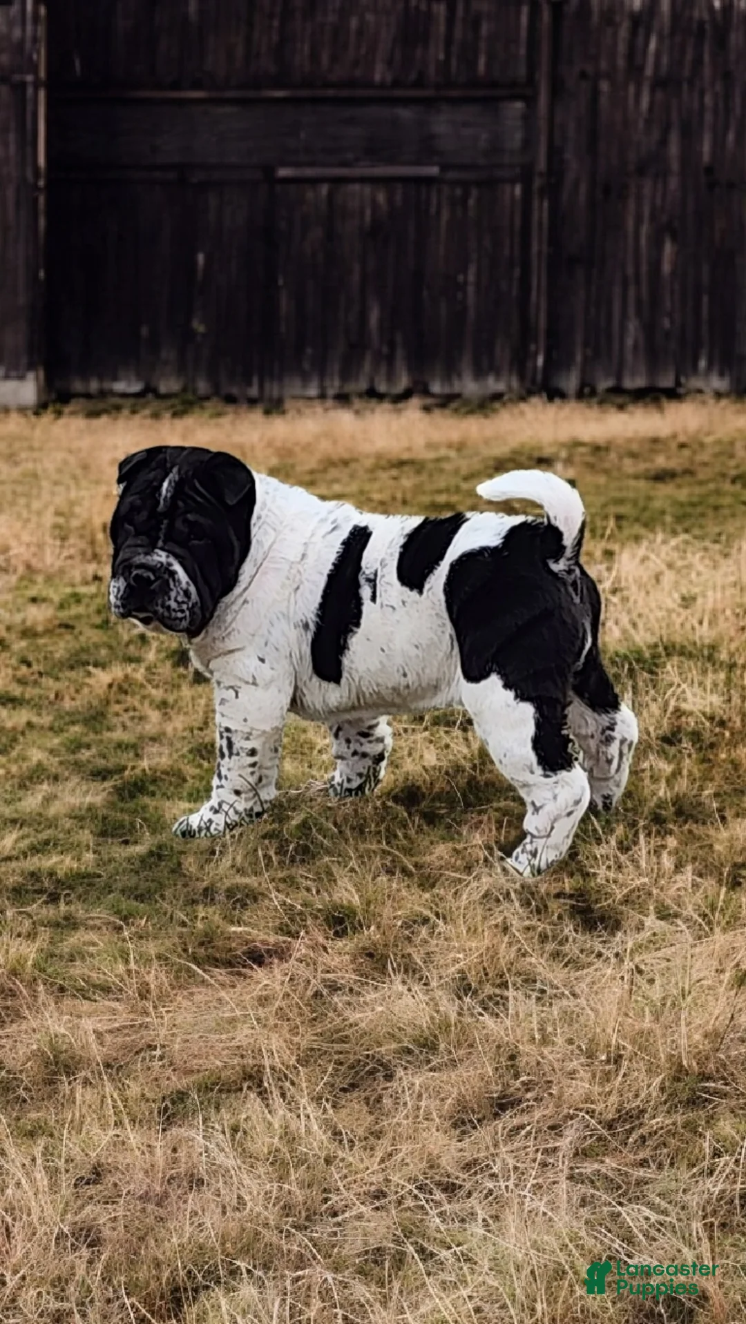 Shar Pei dogs for sale: Oreo black flower mini - Ad 11