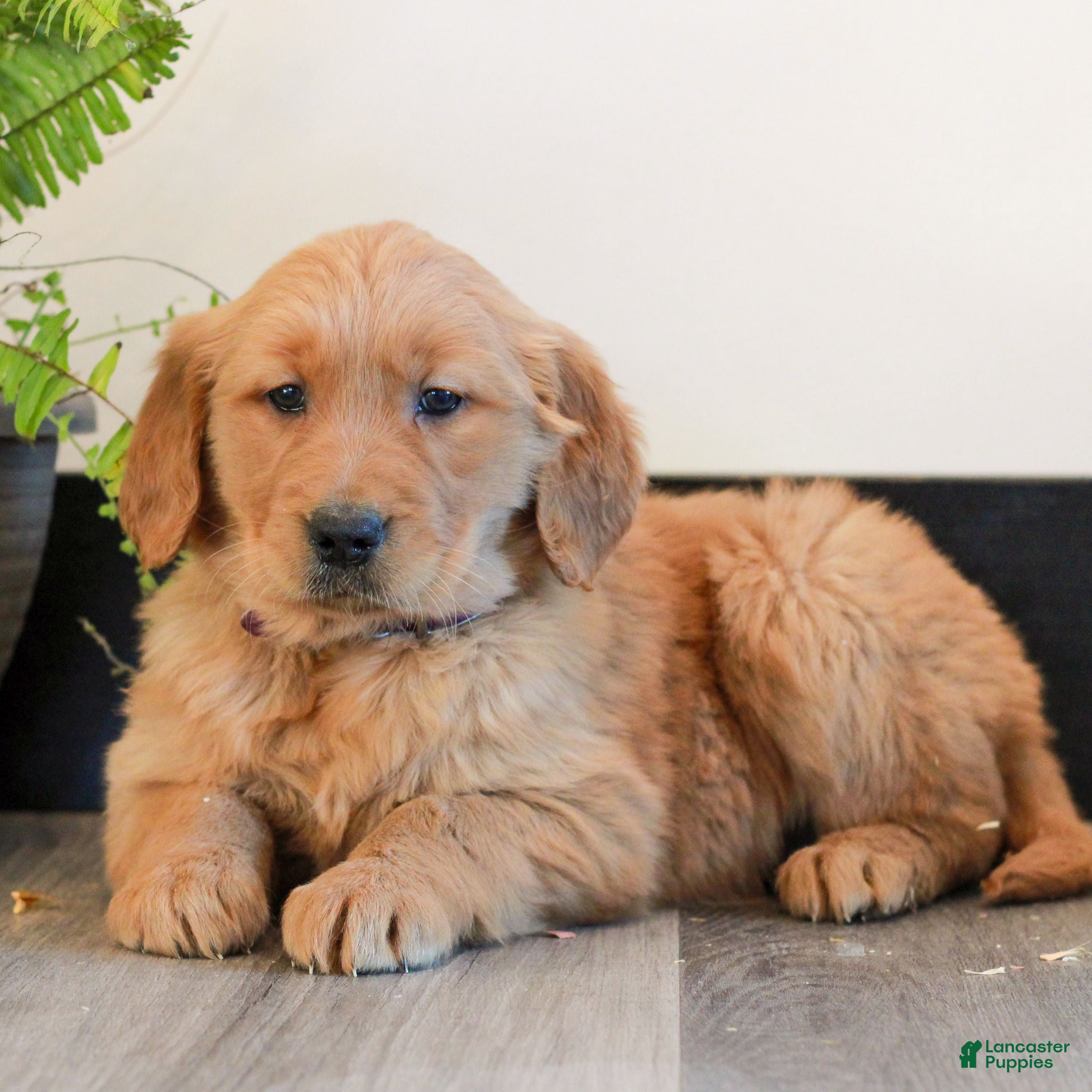 Golden Retriever dogs for sale: Tessa  - Ad 3