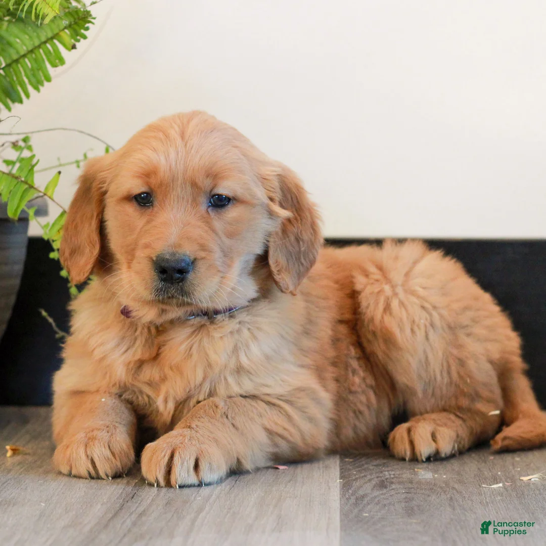 Golden Retriever dogs for sale: Tessa  - Ad 1