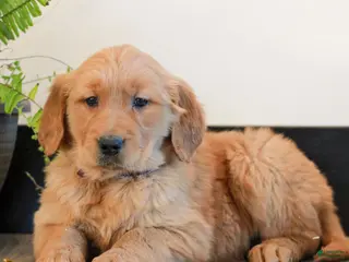 Golden Retriever dogs for sale: Tessa - Ad 3