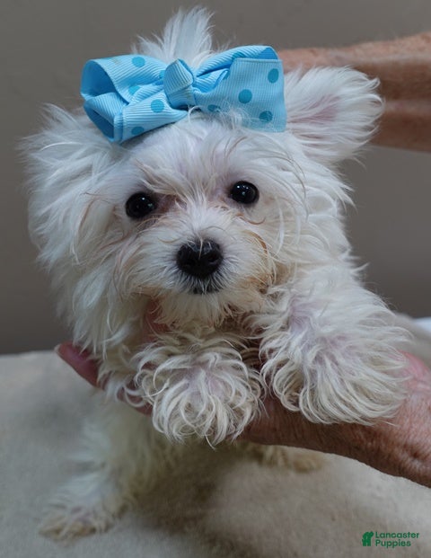 Maltese dogs 1.75 lbs  TEACUP - Ad 8
