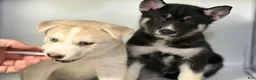 Mixed Breed dogs for sale: Charlie - Ad 1