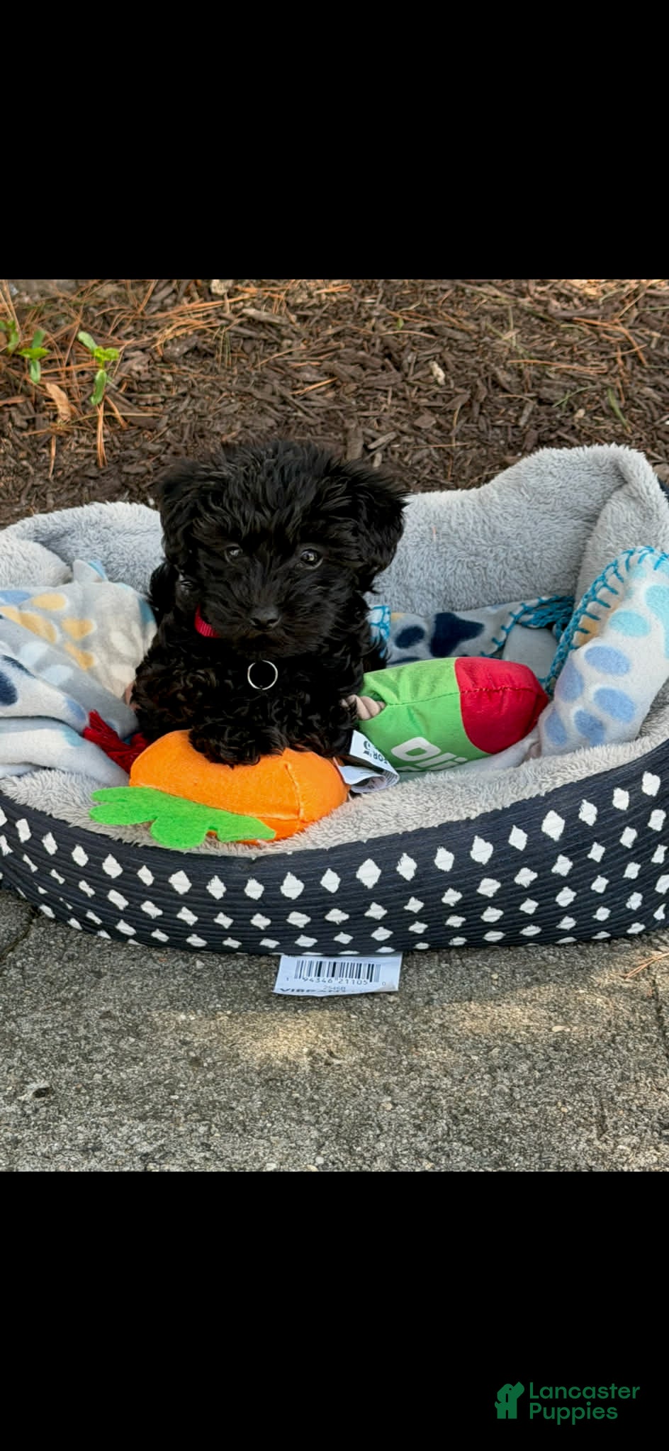 Mixed Breed dogs for sale: Mixed Breed 6 - Ad 23