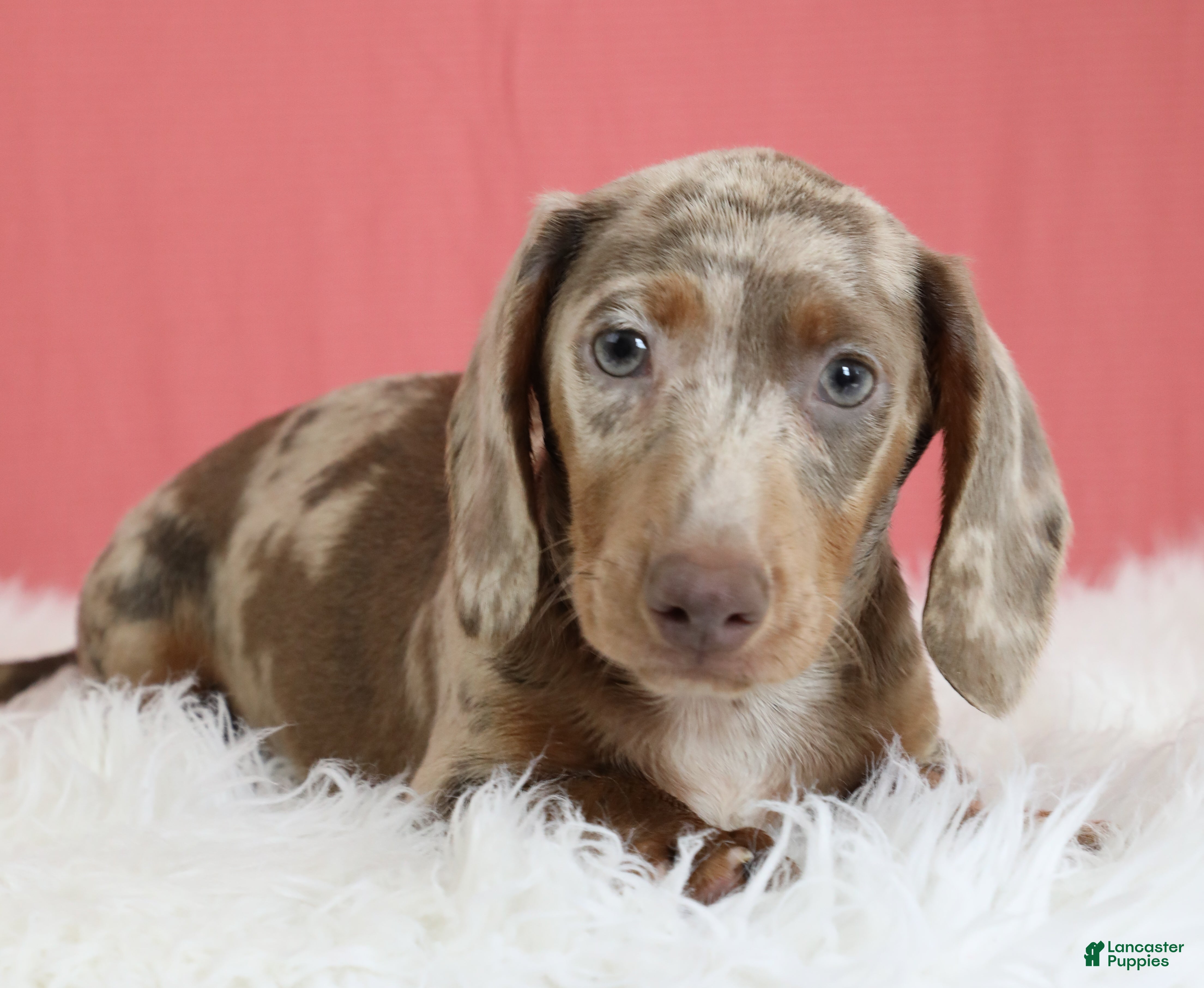 Dachshund dogs Aries 🪐 - Ad 2
