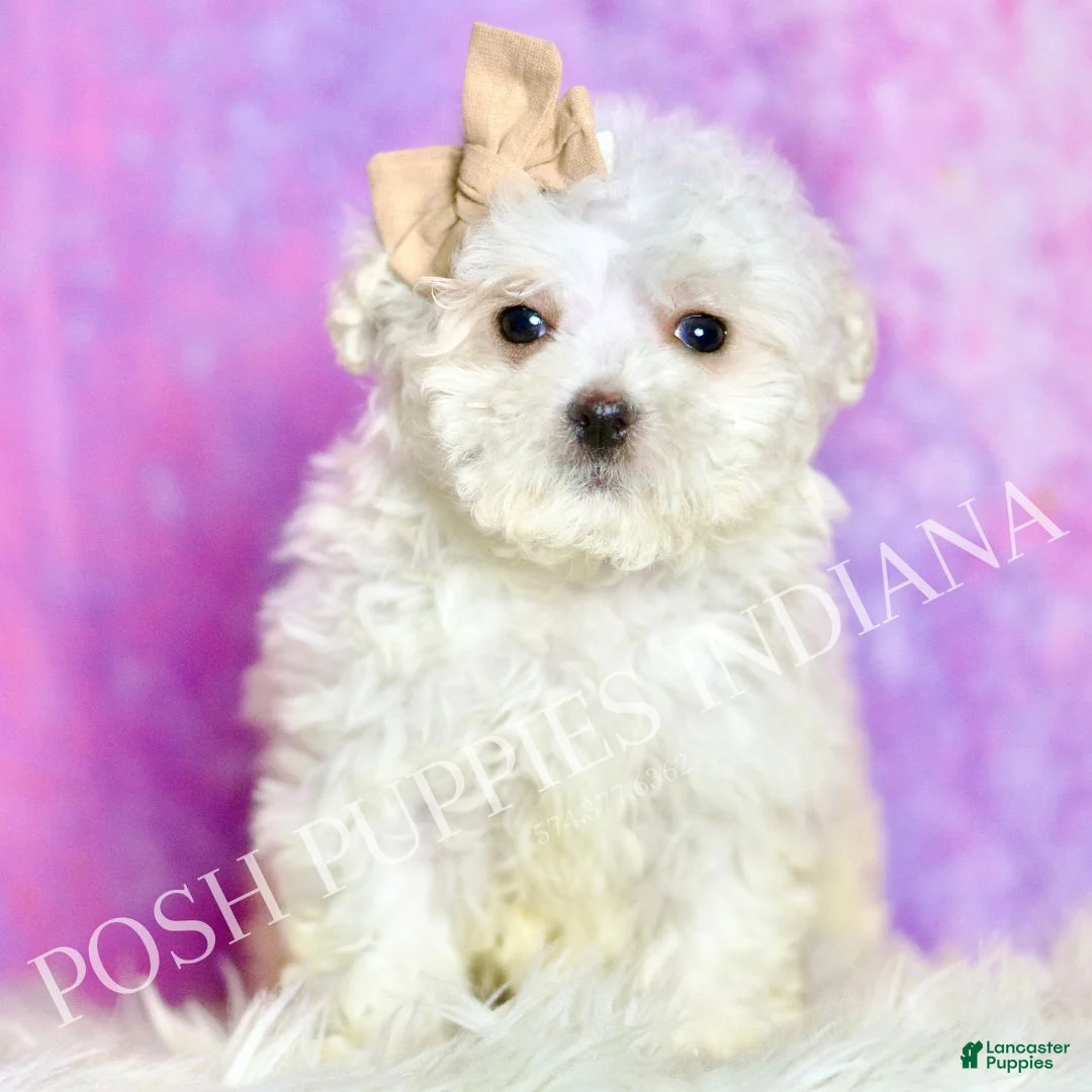 Maltipoo dogs for sale: Tweedle - Ad 6