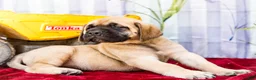 English Mastiff dogs for sale: Marco - Ad 6