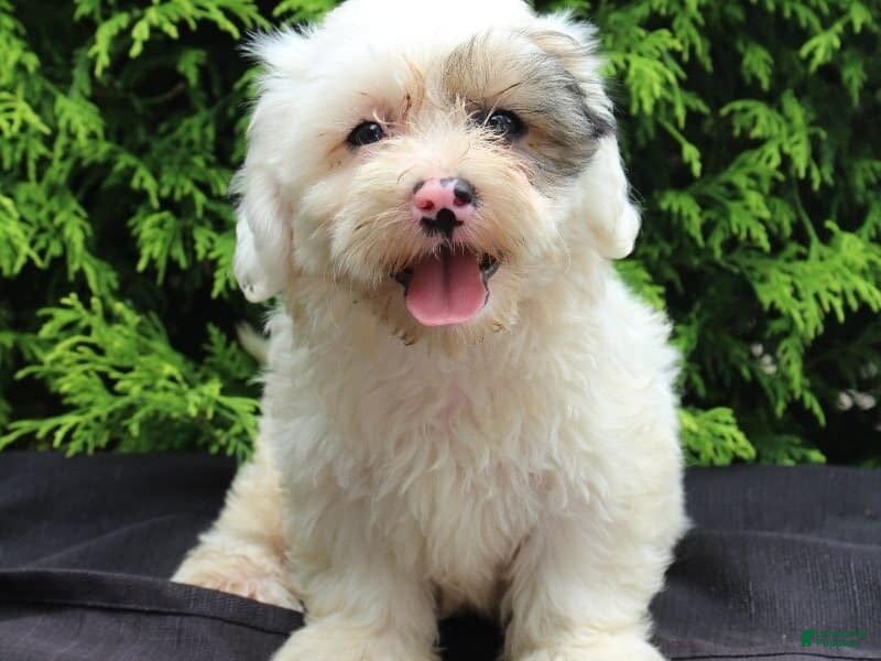 Teddy Bear dogs Hickory - Ad 1