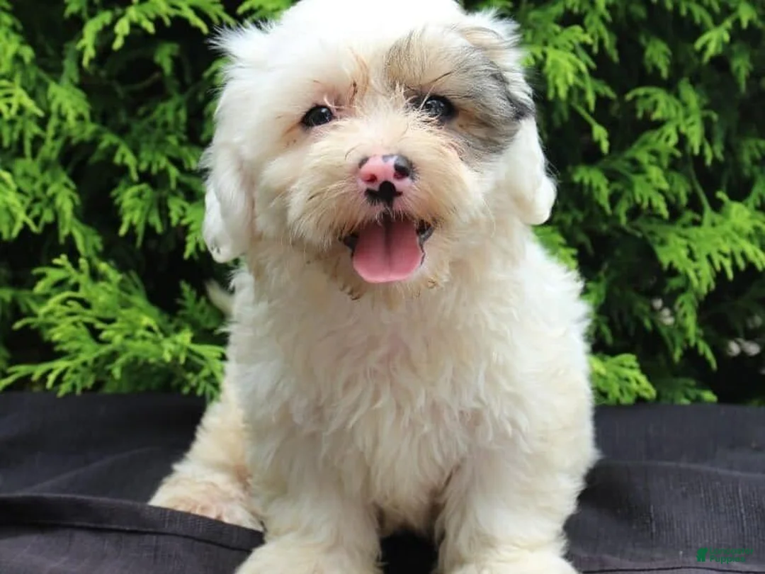 Teddy Bear dogs for sale: Hickory - Ad 1