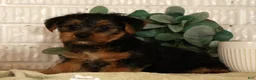 Yorkshire Terrier dogs for sale: Unity - Ad 5