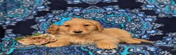 Golden Retriever dogs for sale: Janee - Ad 5