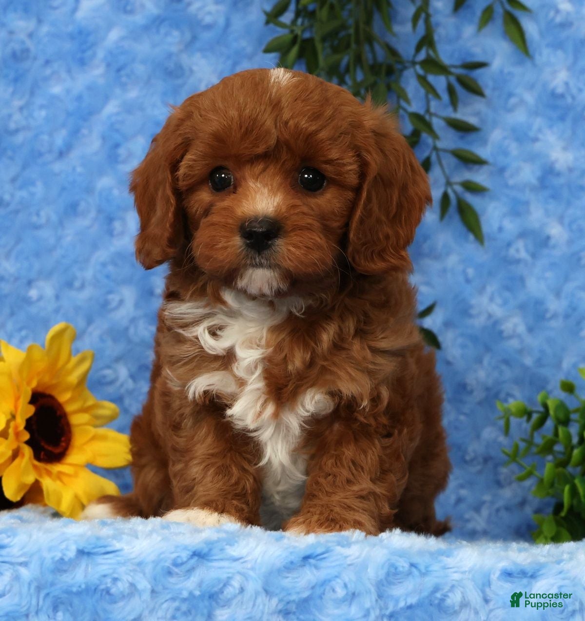 Cavapoo dogs Leo - Ad 1