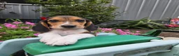 Beagle dogs for sale: Dante - Ad 1