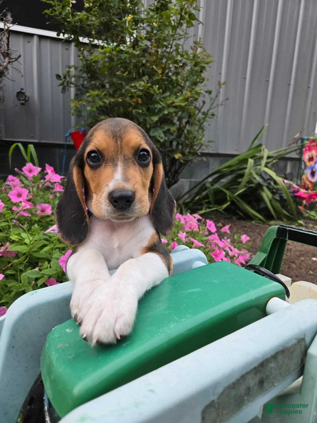 Beagle dogs for sale: Dante - Ad 1