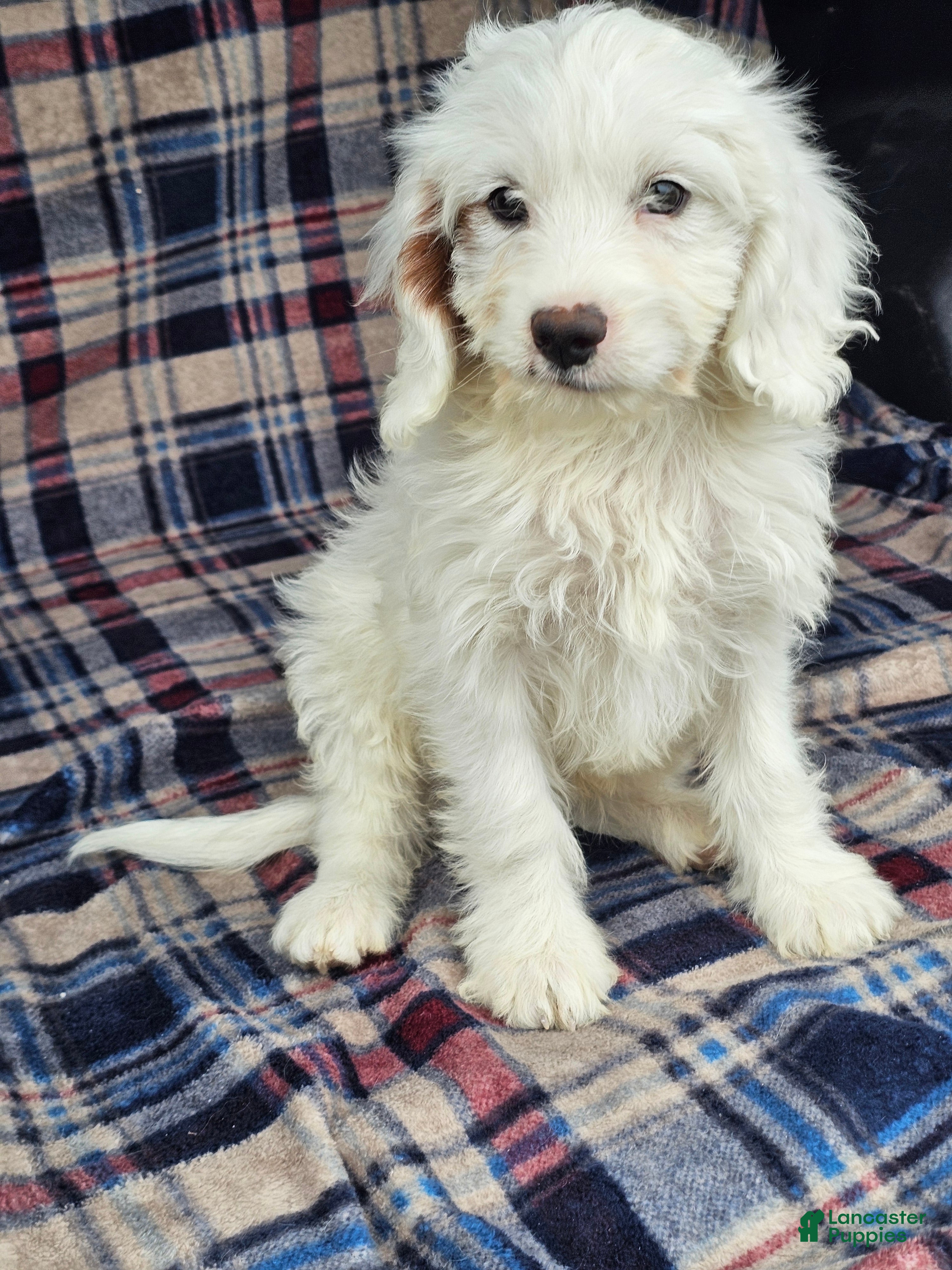 Cavapoo dogs for sale: Nautical  - Ad 1