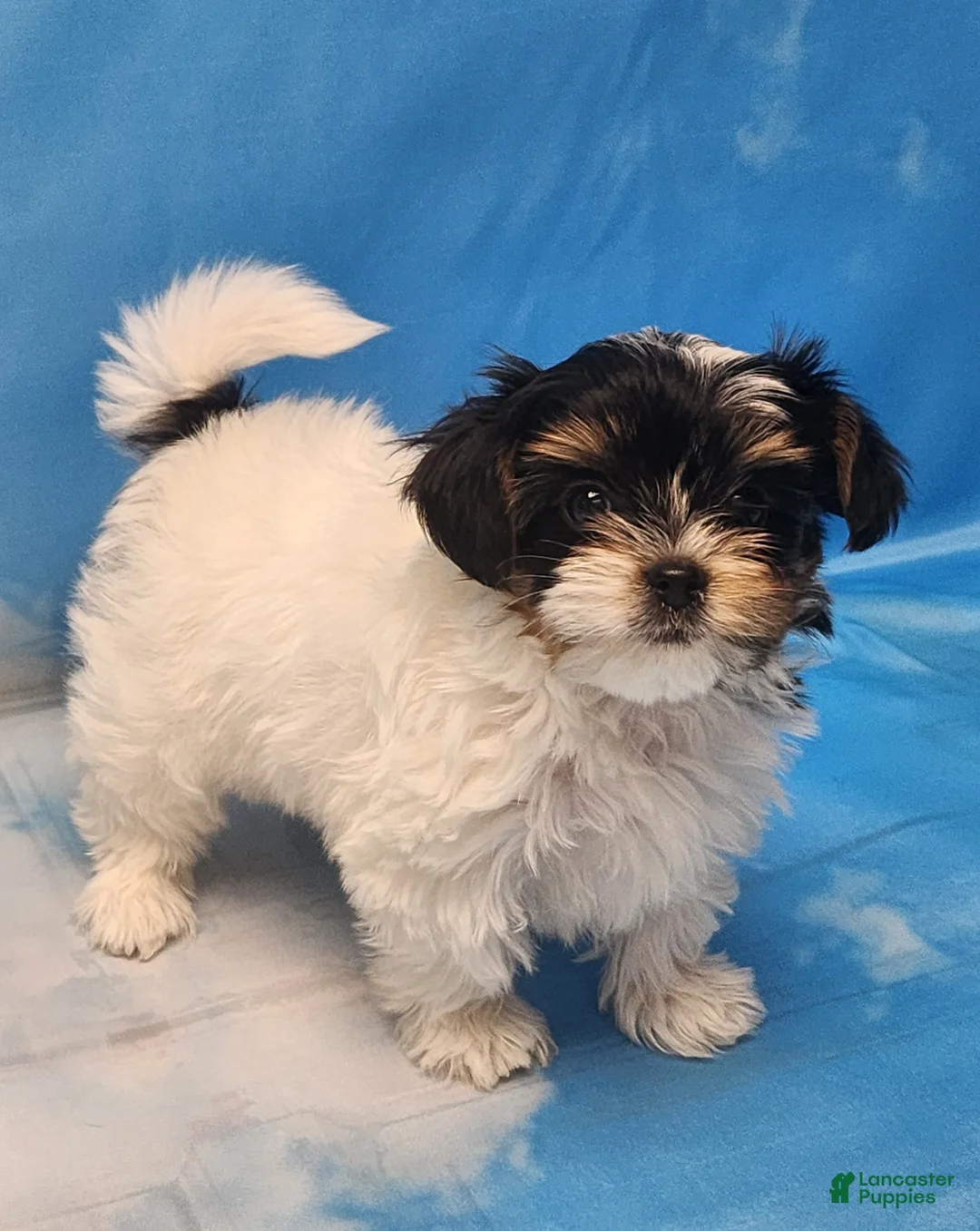 Biewer Terrier dogs for sale: Lilibet - Ad 1