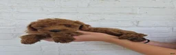 Mini Goldendoodle dogs for sale: Mari - Ad 7
