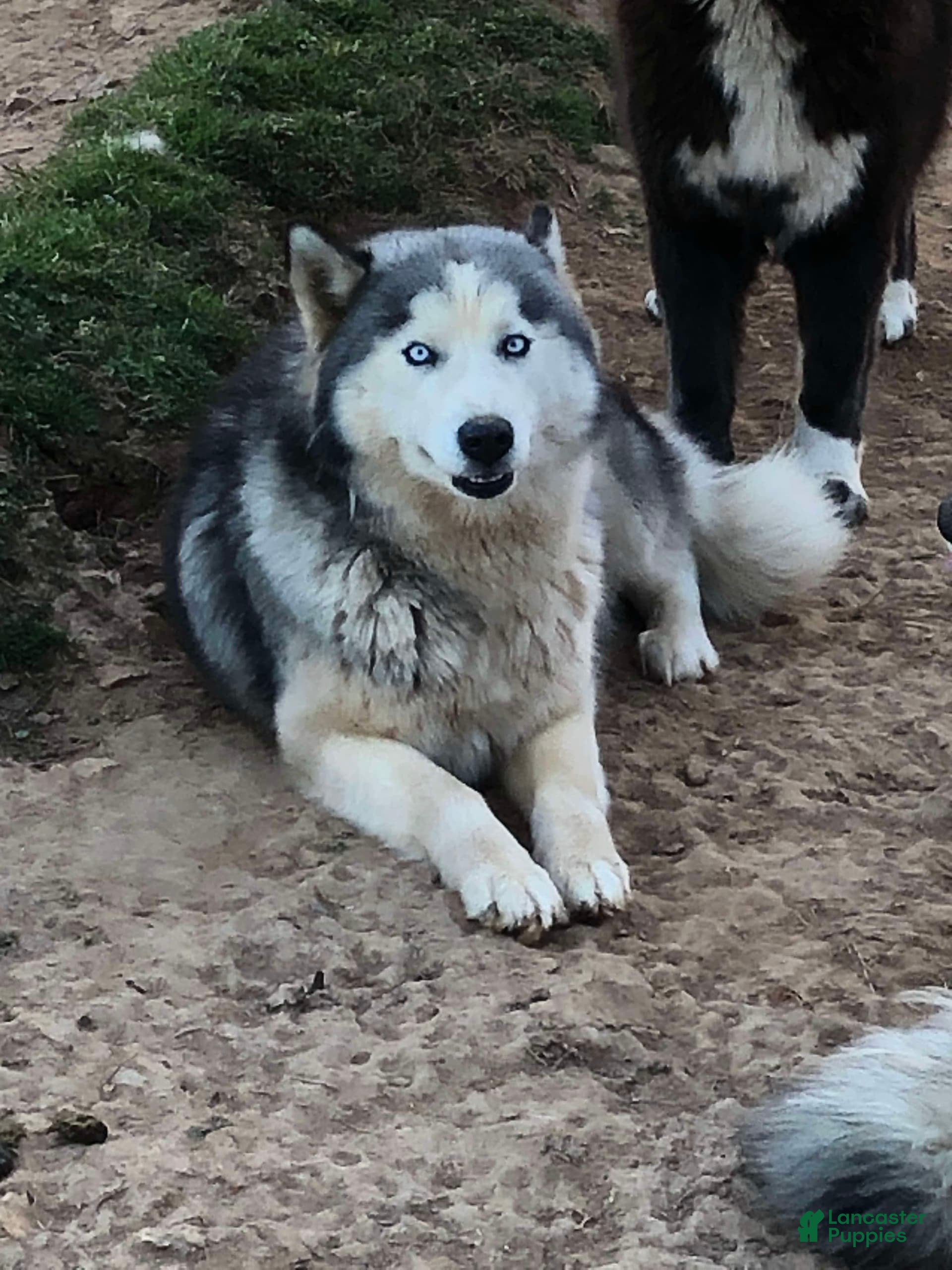 Siberian Husky dogs Sky cloud - Ad 18