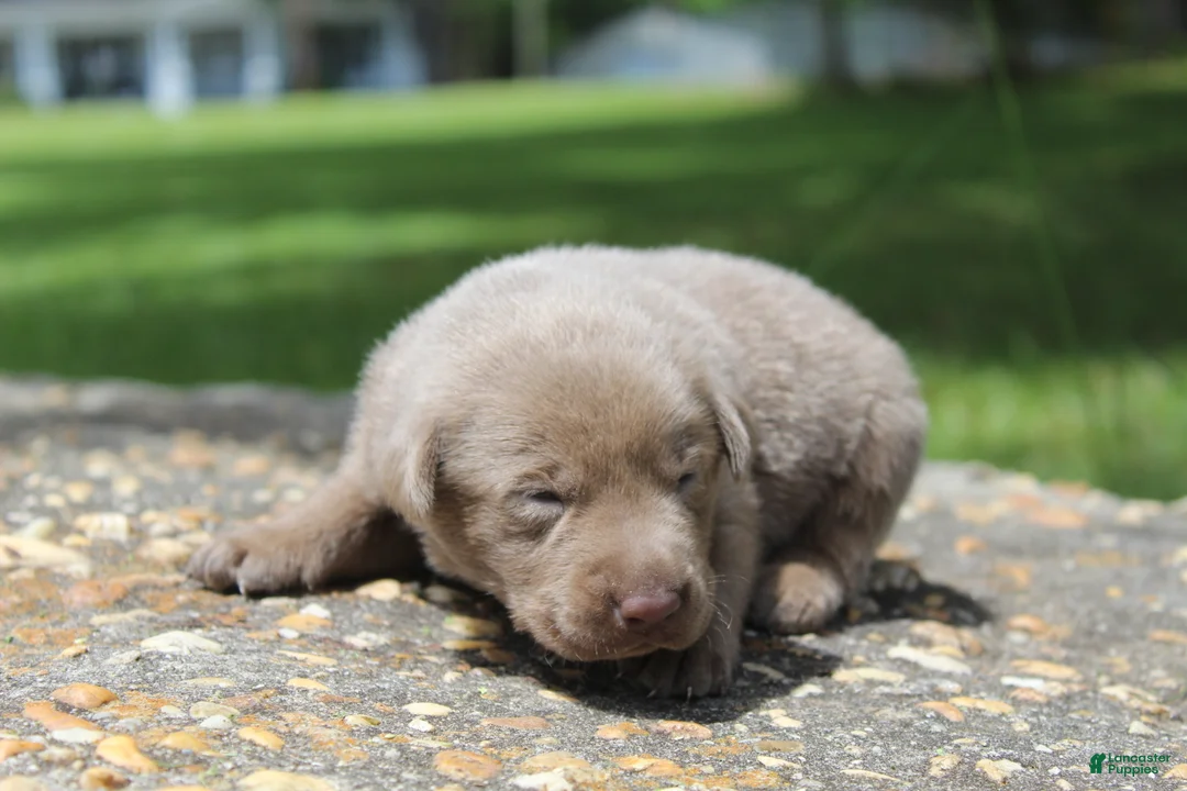 Labrador Retriever dogs for sale: Beau - Ad 2