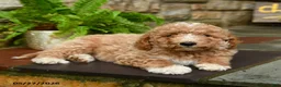 Mini Goldendoodle dogs for sale: Snickerdoodle - Ad 3