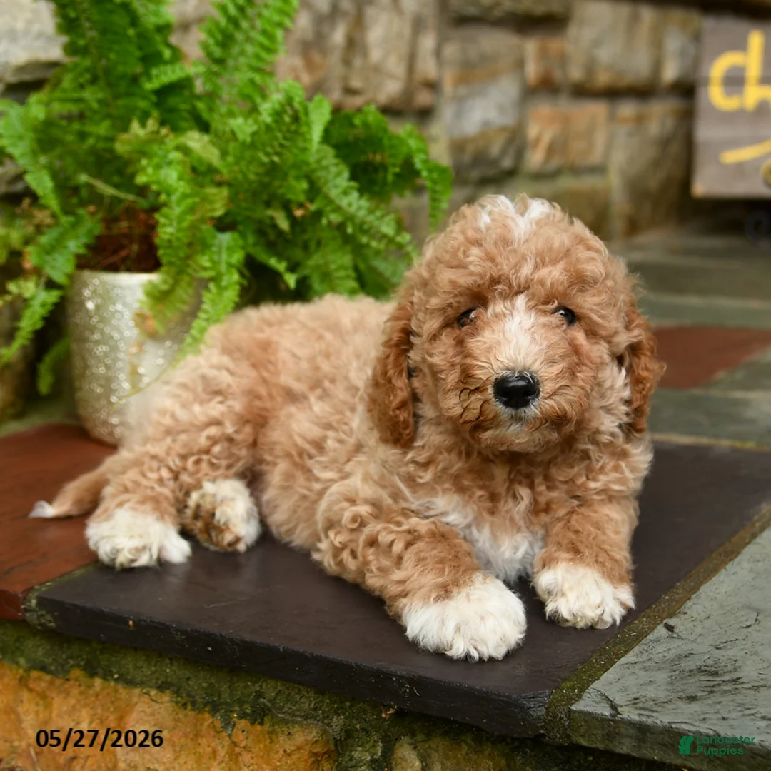 Mini Goldendoodle dogs for sale: Snickerdoodle - Ad 3