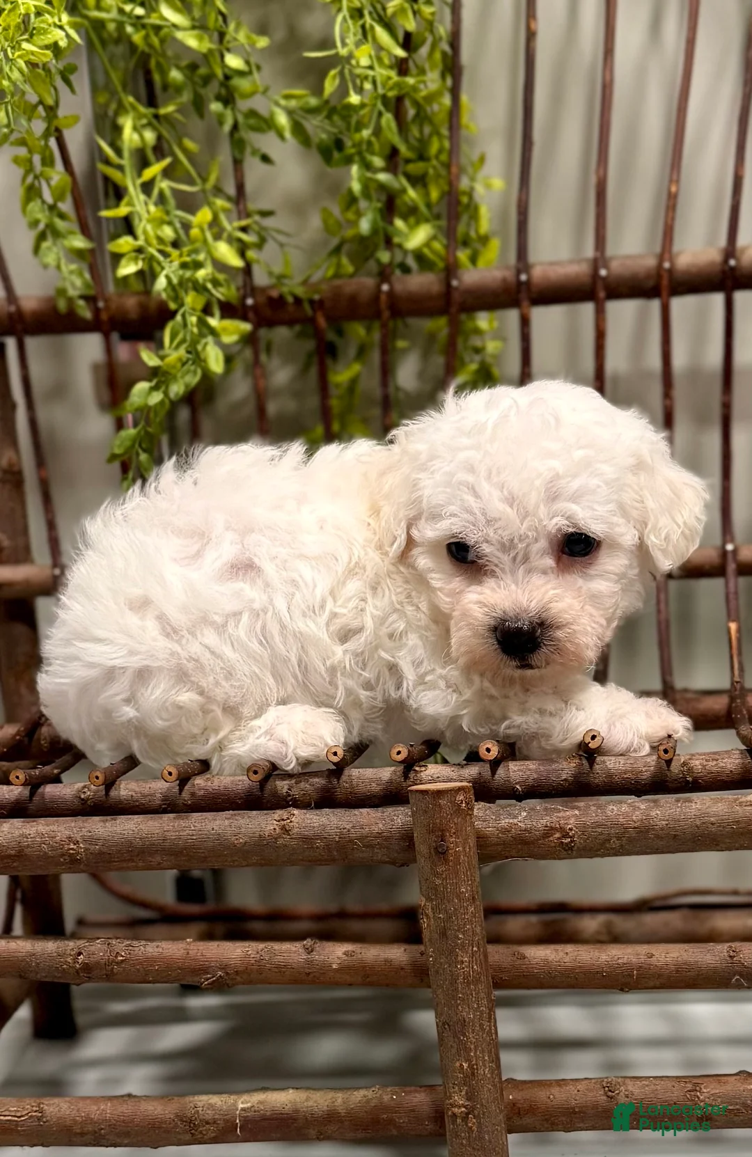 Bichon Frise dogs for sale: ACA Mickey - Ad 5