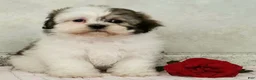 Teddy Bear dogs for sale: Becky  - Ad 1