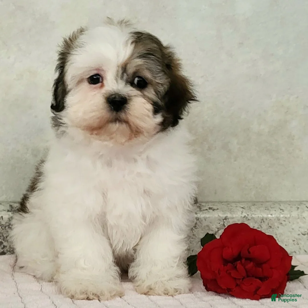 Teddy Bear dogs for sale: Becky  - Ad 1