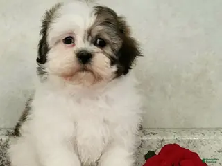 Teddy Bear dogs Becky - Ad 33