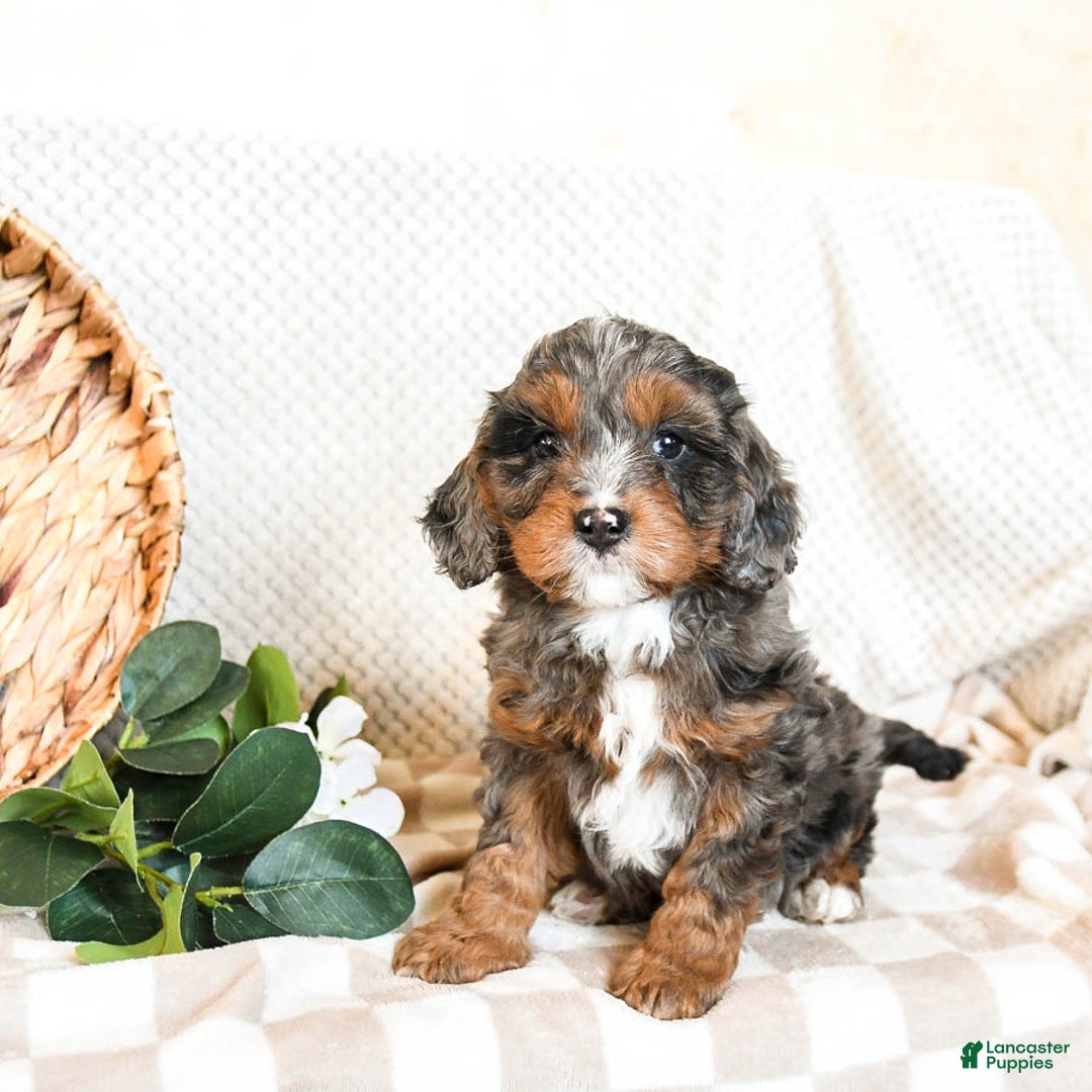 Cavapoo dogs for sale: Pepper - Ad 2